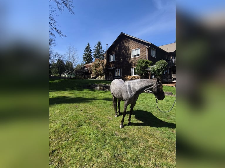 Tennessee Walking Horse Stute 8 Jahre 163 cm Rotfuchs in Poulsbo, Wa