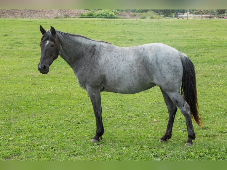 Tennessee Walking Horse Stute 9 Jahre 150 cm Roan-Blue in Pinckney MI