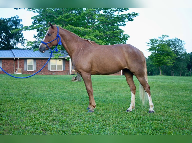 Tennessee Walking Horse Stute 9 Jahre 150 cm Roan-Red in Smithville, TN