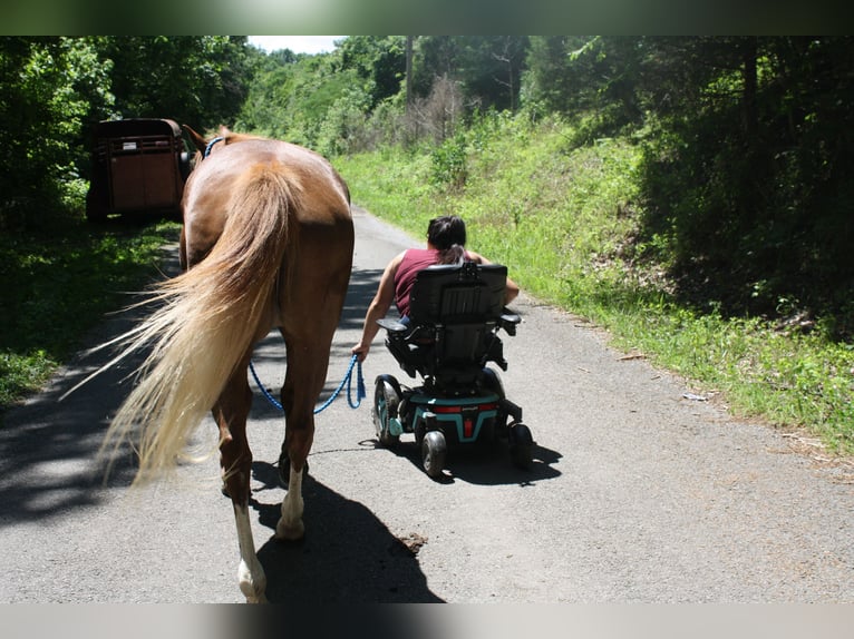 Tennessee Walking Horse Stute 9 Jahre 150 cm Roan-Red in Smithville, TN