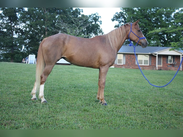 Tennessee Walking Horse Stute 9 Jahre 150 cm Roan-Red in Smithville, TN