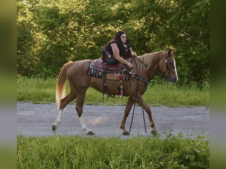 Tennessee Walking Horse Stute 9 Jahre 150 cm Roan-Red in Smithville, TN