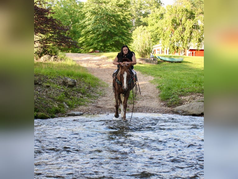 Tennessee Walking Horse Stute 9 Jahre 150 cm Roan-Red in Smithville, TN