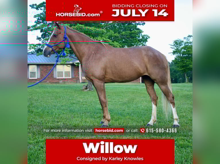 Tennessee Walking Horse Stute 9 Jahre 150 cm Roan-Red in Smithville, TN