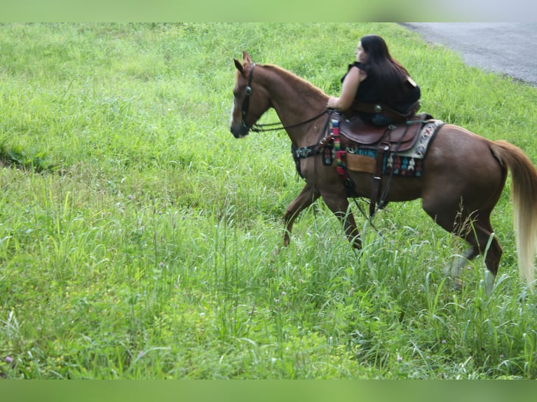 Tennessee Walking Horse Stute 9 Jahre 150 cm Roan-Red in Smithville, TN