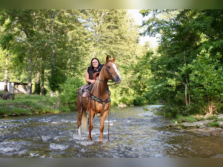 Tennessee Walking Horse Stute 9 Jahre 150 cm Roan-Red in Smithville, TN