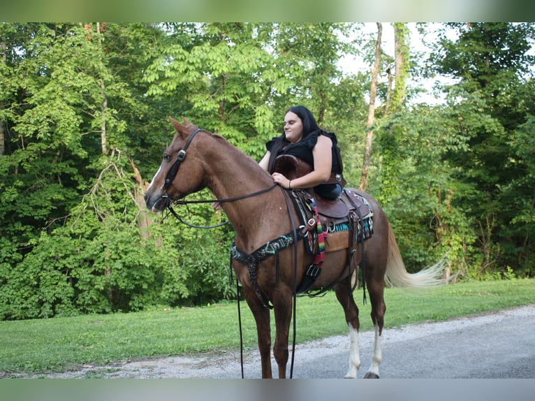 Tennessee Walking Horse Stute 9 Jahre 150 cm Roan-Red in Smithville, TN