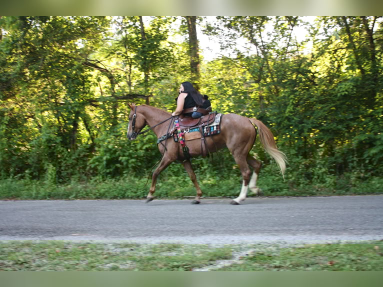 Tennessee Walking Horse Stute 9 Jahre 150 cm Roan-Red in Smithville, TN