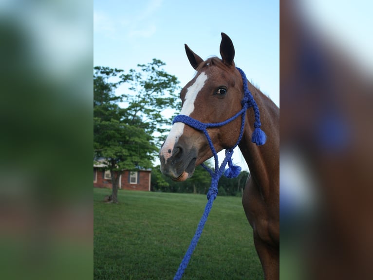 Tennessee Walking Horse Stute 9 Jahre 150 cm Roan-Red in Smithville, TN