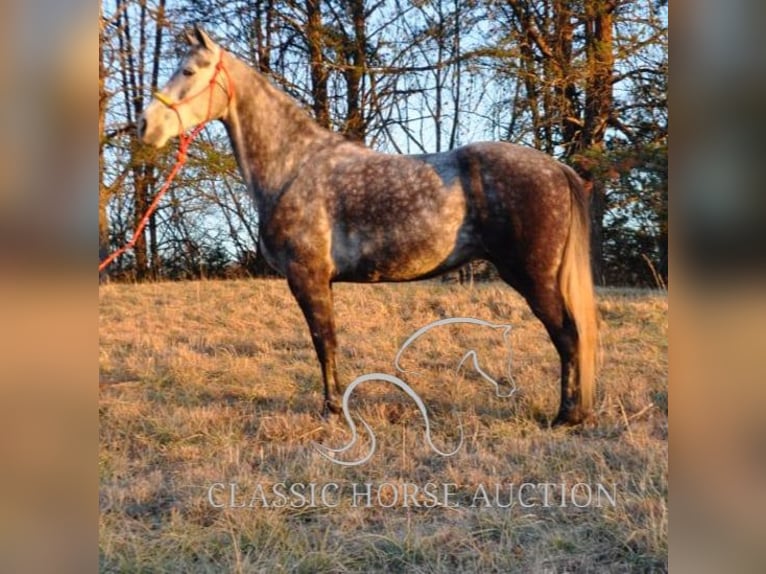 Tennessee Walking Horse Stute 9 Jahre 152 cm Rotbrauner in Barbourville, KY