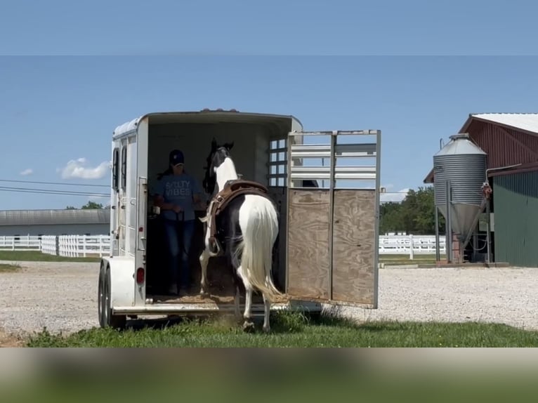 Tennessee Walking Horse Stute 9 Jahre 155 cm Tobiano-alle-Farben in Lewisburg