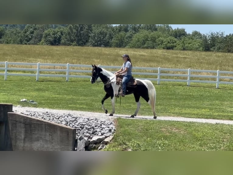 Tennessee Walking Horse Stute 9 Jahre 155 cm Tobiano-alle-Farben in Lewisburg