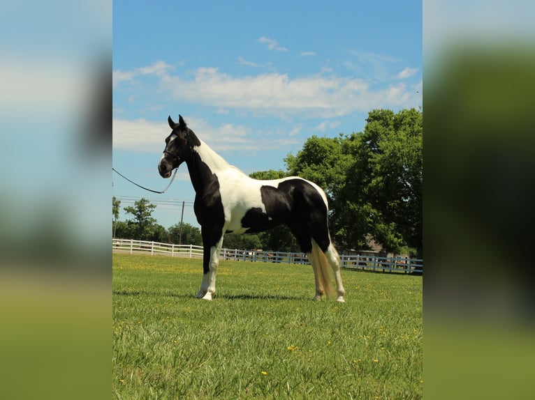 Tennessee Walking Horse Stute 9 Jahre 155 cm Tobiano-alle-Farben in Lewisburg