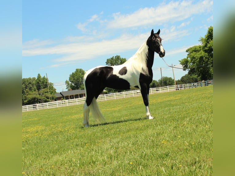 Tennessee Walking Horse Stute 9 Jahre 155 cm Tobiano-alle-Farben in Lewisburg