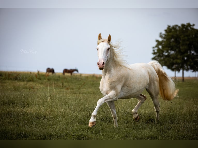 Tennessee Walking Horse Stute 9 Jahre 157 cm Sabino in Aichtal