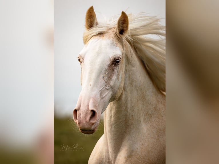 Tennessee Walking Horse Stute 9 Jahre 157 cm Sabino in Aichtal