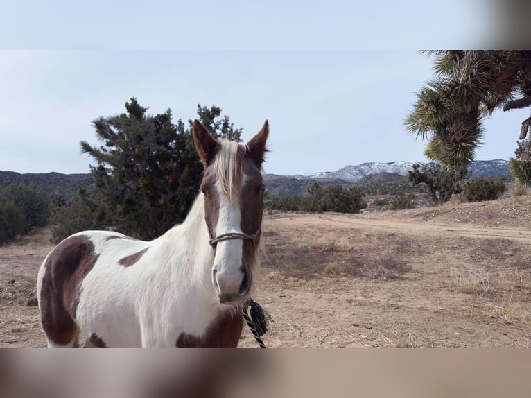 Tennessee Walking Horse Stute 9 Jahre 163 cm in Pioneertown CA