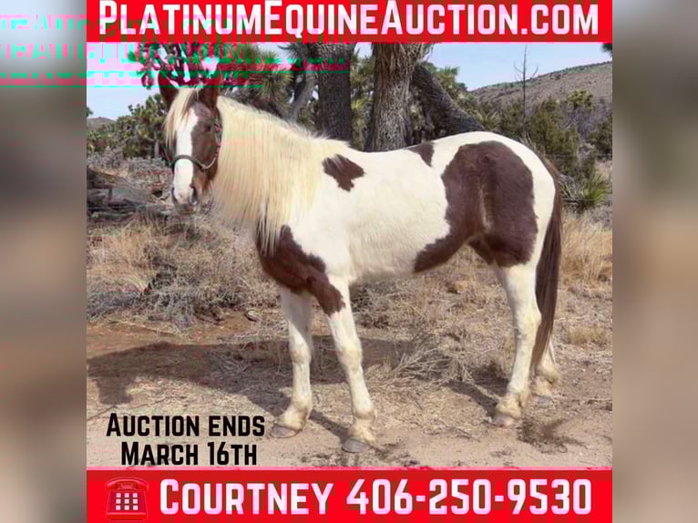 Tennessee Walking Horse Stute 9 Jahre 163 cm in Pioneertown CA
