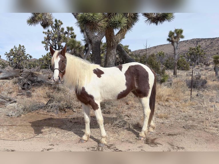 Tennessee Walking Horse Stute 9 Jahre 163 cm in Pioneertown CA