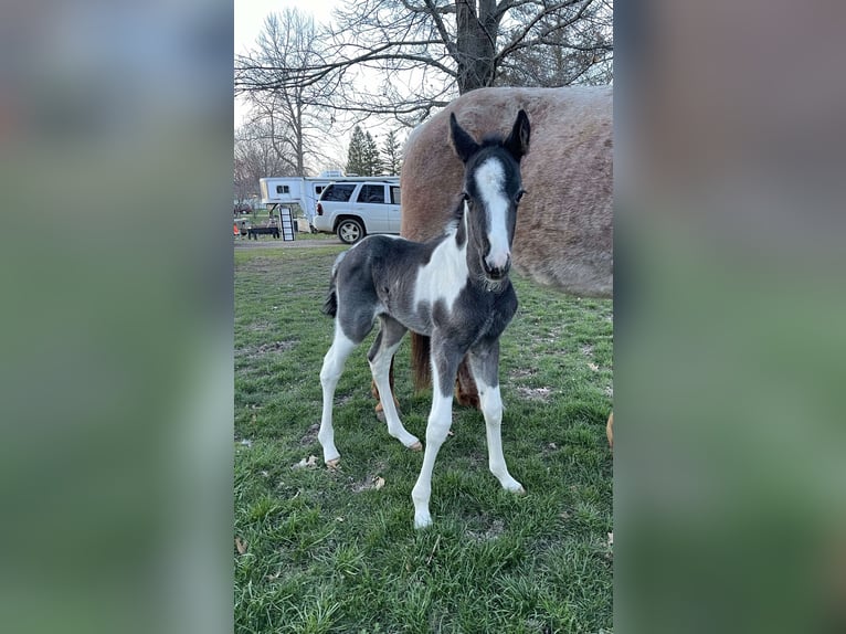 Tennessee Walking Horse Stute  152 cm Roan-Blue in Albion