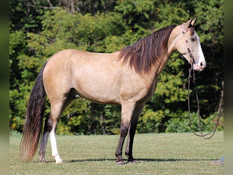 Tennessee Walking Horse Valack 10 år 152 cm Gulbrun in Jamestown, KY