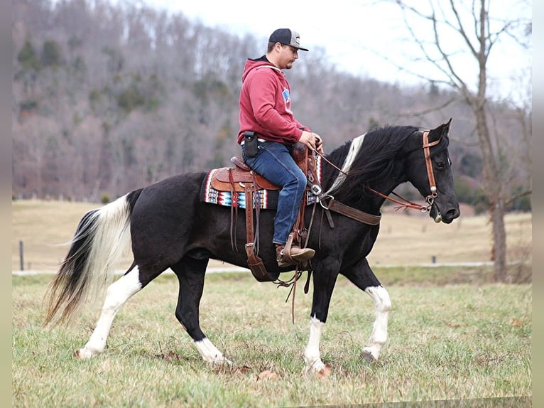 Tennessee Walking Horse Valack 10 år 152 cm Tobiano-skäck-alla-färger in Whitley City KY