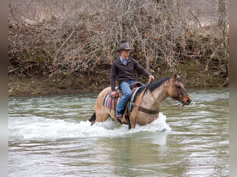 Tennessee Walking Horse Valack 10 år 163 cm Gulbrun in Mount Vernon KY