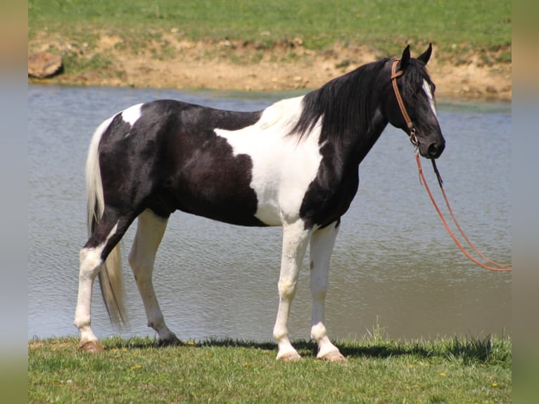 Tennessee Walking Horse Valack 10 år 163 cm Tovero-skäck-alla-färger in Whitley City KY