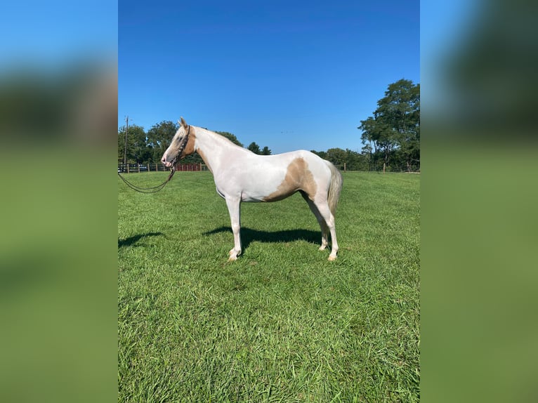 Tennessee Walking Horse Valack 10 år Tobiano-skäck-alla-färger in Ravennna TX