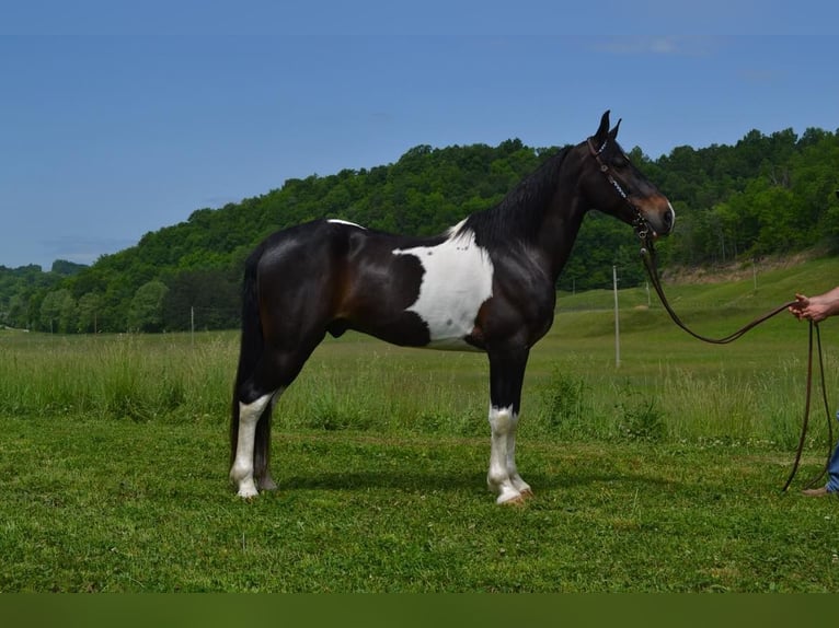 Tennessee Walking Horse Valack 11 år 155 cm Tobiano-skäck-alla-färger in Salyersville KY