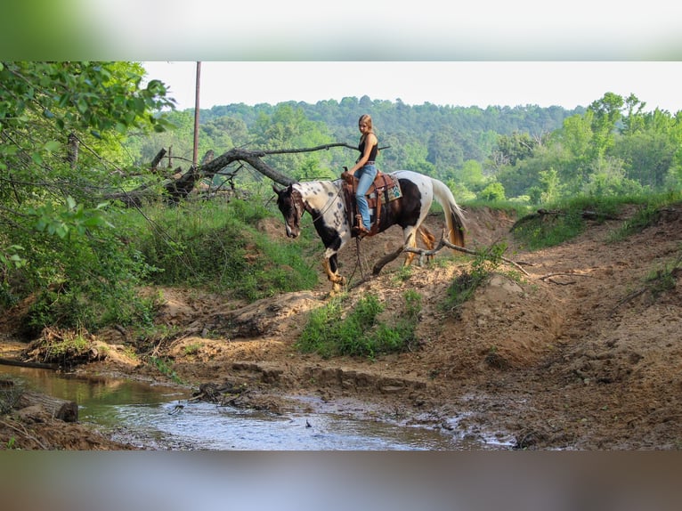 Tennessee Walking Horse Valack 11 år 165 cm Tobiano-skäck-alla-färger in Rusk TX
