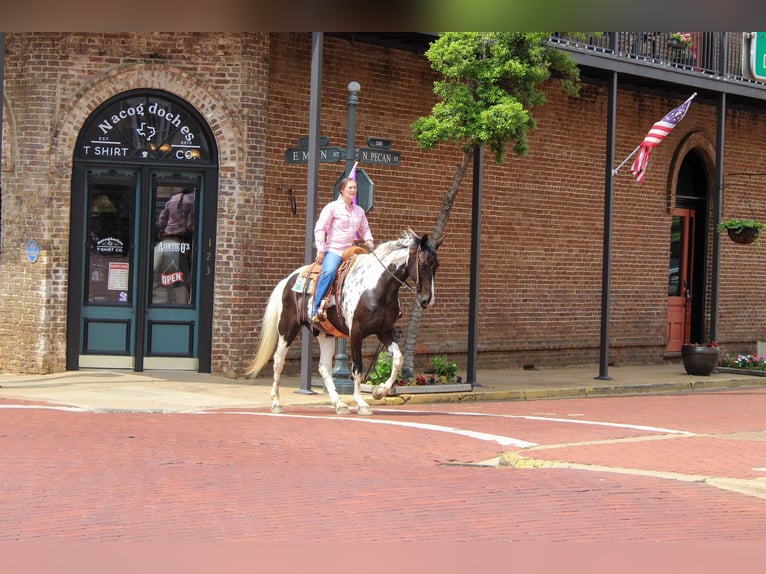 Tennessee Walking Horse Valack 11 år 165 cm Tobiano-skäck-alla-färger in Rusk TX