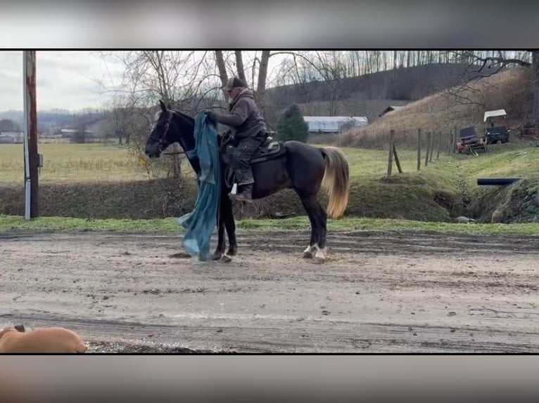 Tennessee Walking Horse Valack 11 år Brun in Grassy Creek, KY