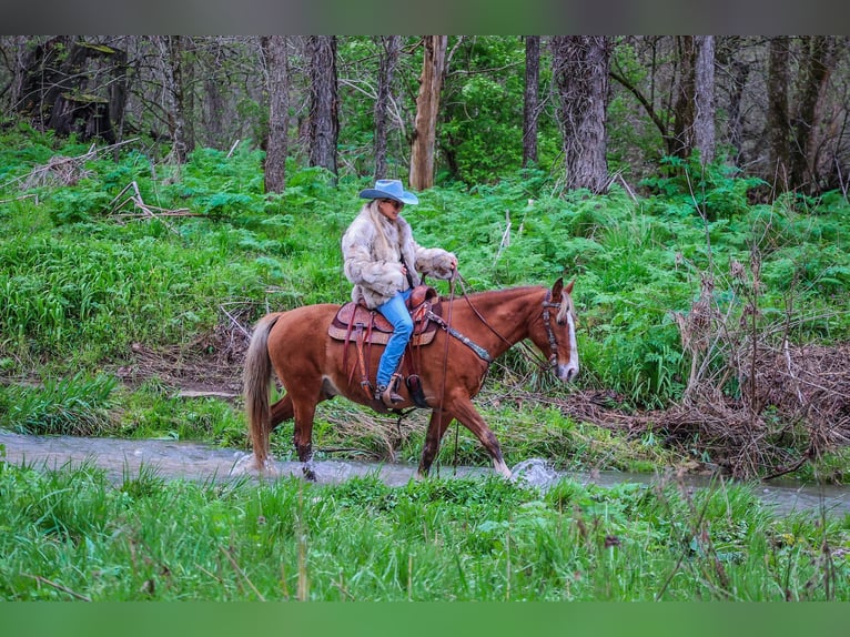 Tennessee Walking Horse Valack 12 år 152 cm Braunfalbschimmel in Flemingsburg Ky