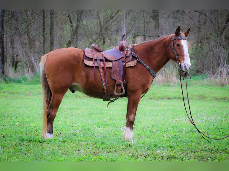 Tennessee Walking Horse Valack 12 år 152 cm Braunfalbschimmel in Flemingsburg Ky