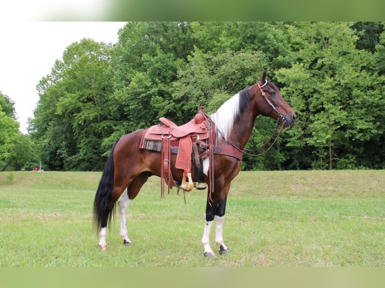 Tennessee Walking Horse Valack 12 år 152 cm Tobiano-skäck-alla-färger in Salyersville Ky