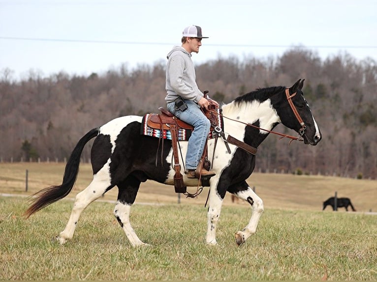 Tennessee Walking Horse Valack 12 år 155 cm Tobiano-skäck-alla-färger in Whitley City Ky