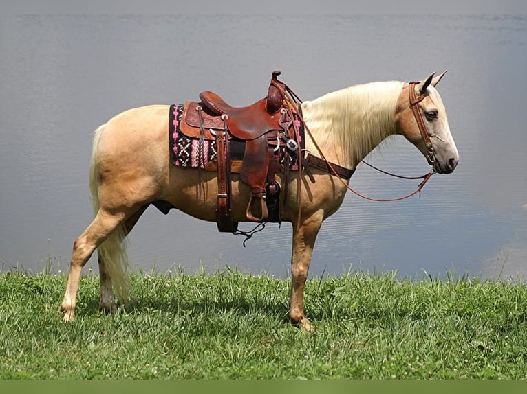 Tennessee Walking Horse Valack 12 år 157 cm Palomino in Brodhead, Ky