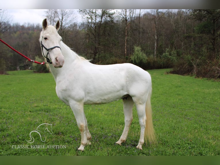 Tennessee Walking Horse Valack 13 år 142 cm Vit in Rockholds, KY