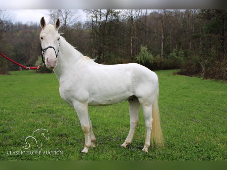 Tennessee Walking Horse Valack 13 år 142 cm Vit in Rockholds, KY