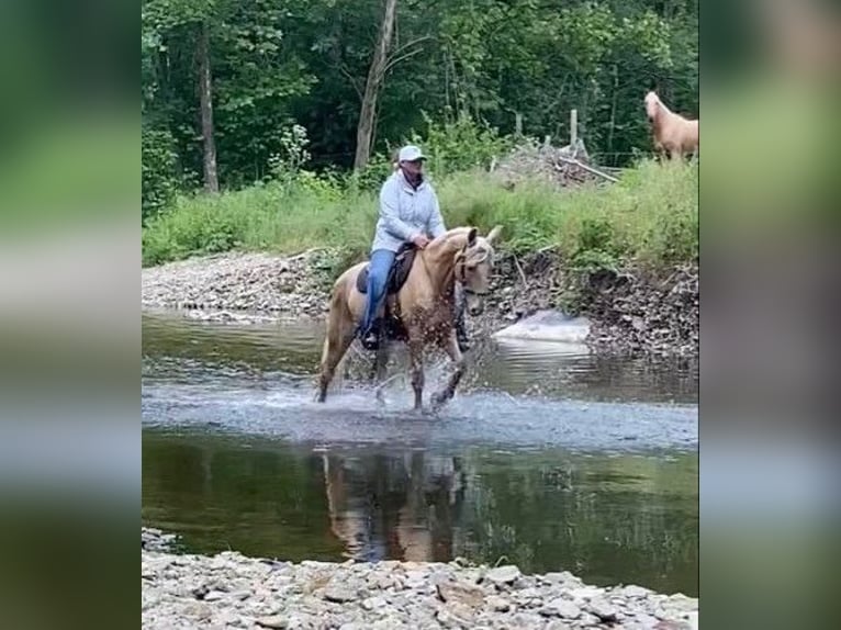 Tennessee Walking Horse Valack 13 år 152 cm Palomino in Ancram NY