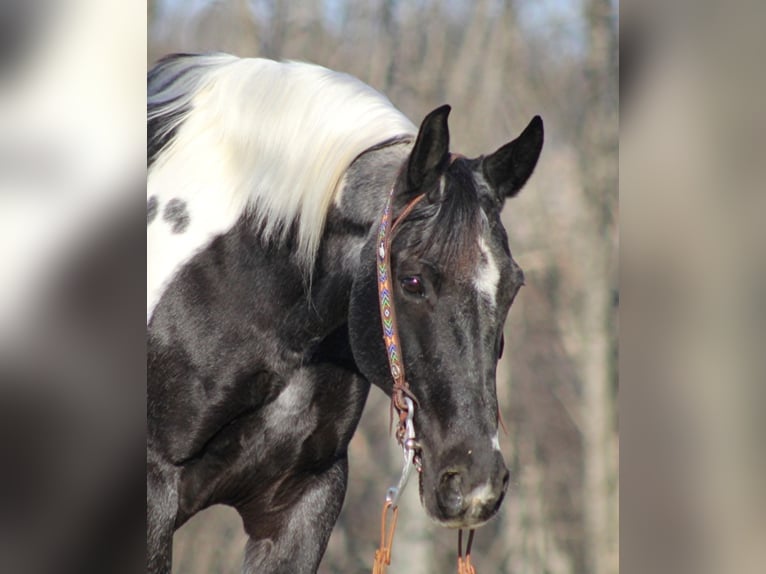 Tennessee Walking Horse Valack 13 år 152 cm Tobiano-skäck-alla-färger in Brodhead, KY