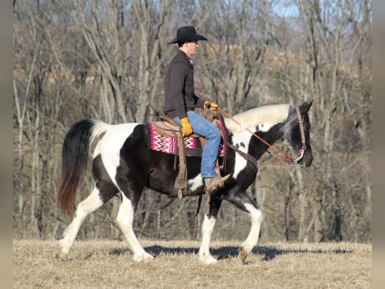 Tennessee Walking Horse Valack 13 år 152 cm Tobiano-skäck-alla-färger in Brodhead, KY