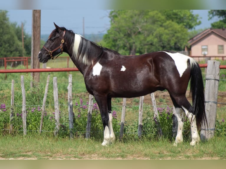 Tennessee Walking Horse Valack 13 år 152 cm Tobiano-skäck-alla-färger in Stephenville TX