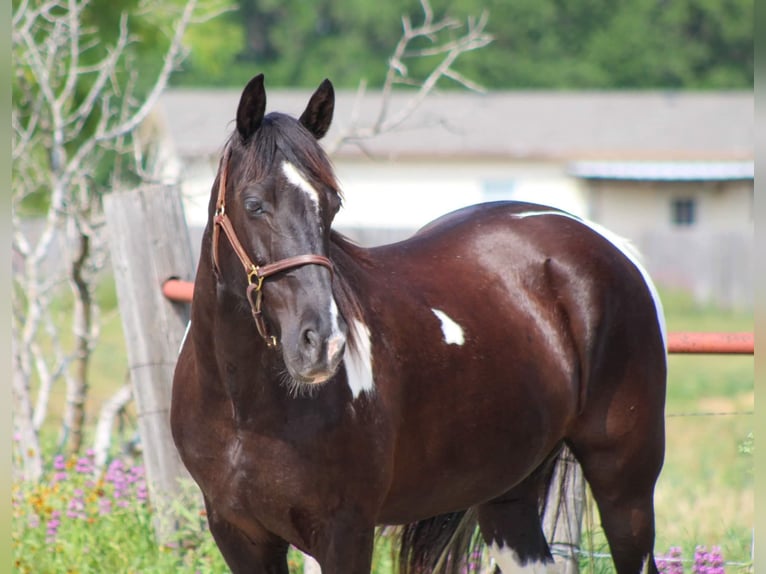 Tennessee Walking Horse Valack 13 år 152 cm Tobiano-skäck-alla-färger in Stephenville TX