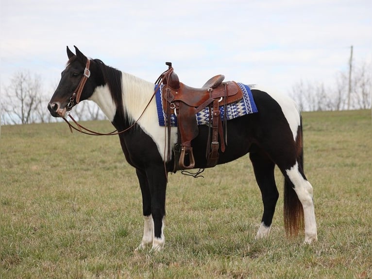 Tennessee Walking Horse Valack 13 år 155 cm Tobiano-skäck-alla-färger in Whitley City KY