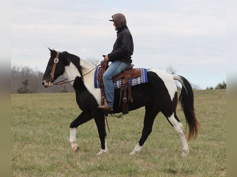 Tennessee Walking Horse Valack 13 år 155 cm Tobiano-skäck-alla-färger in Whitley City KY