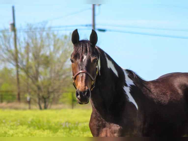 Tennessee Walking Horse Valack 13 år 160 cm Tobiano-skäck-alla-färger in Stephenville TX