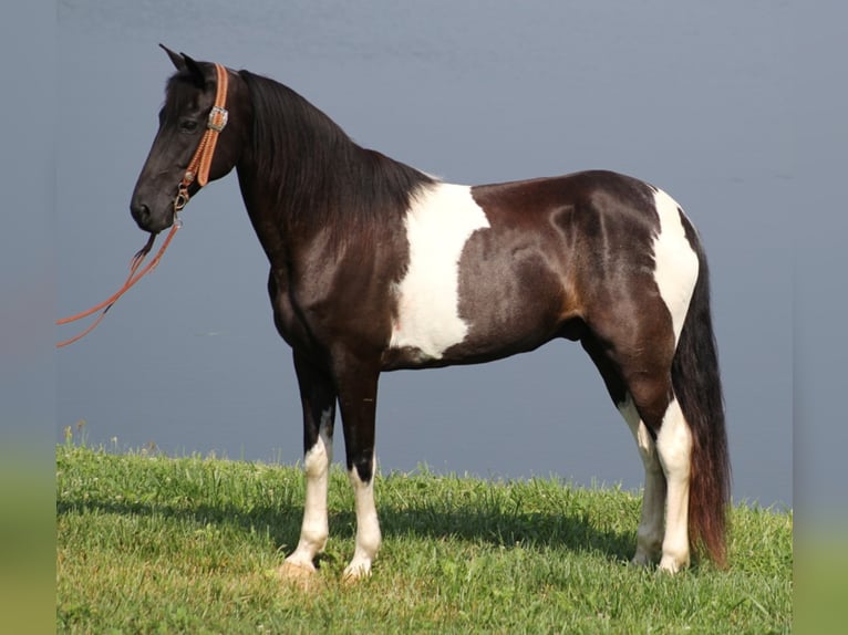 Tennessee Walking Horse Valack 13 år Tobiano-skäck-alla-färger in Whitley ciity KY