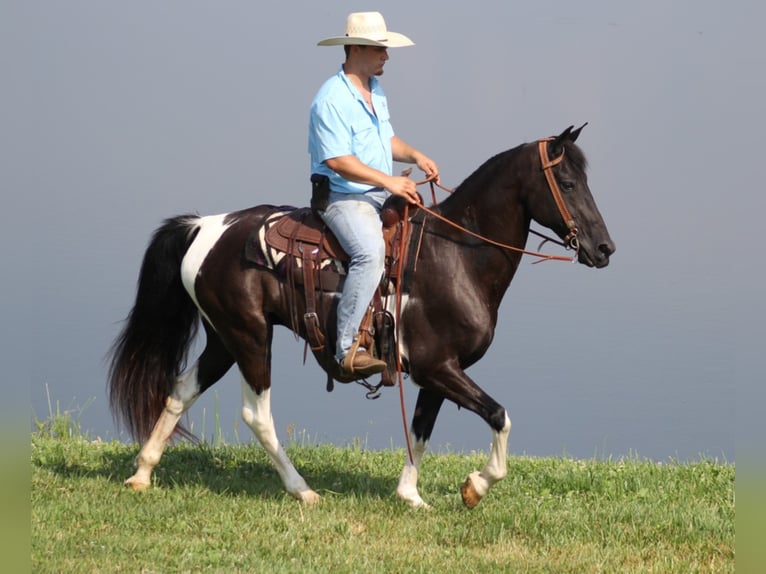 Tennessee Walking Horse Valack 13 år Tobiano-skäck-alla-färger in Whitley ciity KY